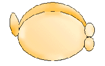 How to make a golfish out of twisting balloon instructions